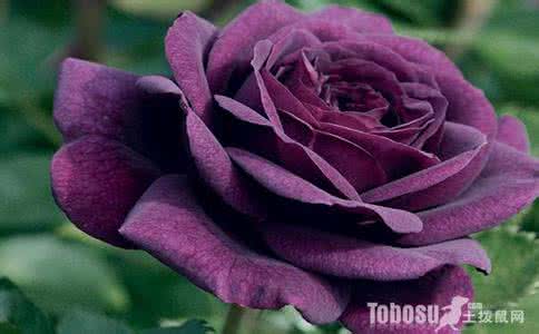 一朵玫瑰花代表什么 一朵玫瑰花多少钱 一朵玫瑰花代表什么