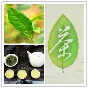 茶 一片树叶 茶,一片树叶的智慧