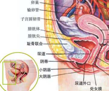 盆腔炎的症状是什么 盆腔炎的症状 盆腔炎是怎么引起的