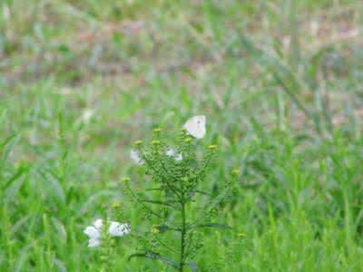 明月棒针袖子编织视频 棒针编织----飞袖夏装“清欢”