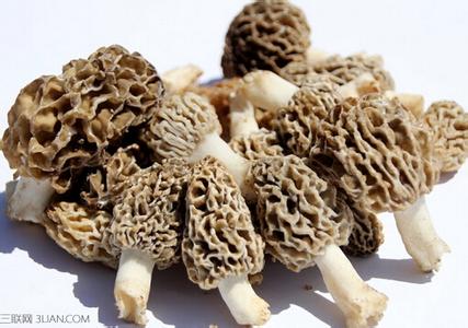 羊肚蘑种植技术 羊肚蘑功效 羊肚蘑的种植技术-羊肚蘑的功效与作用