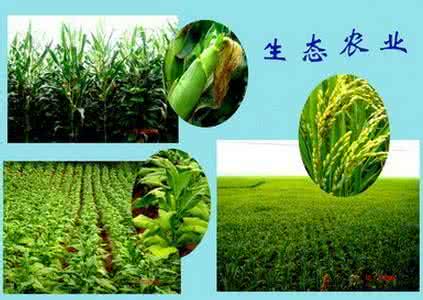 生态农业是什么意思 生态农业 生态农业是什么意思