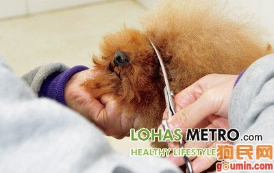 泰迪面部毛发修剪 狗狗夏季面部修剪美容窍门