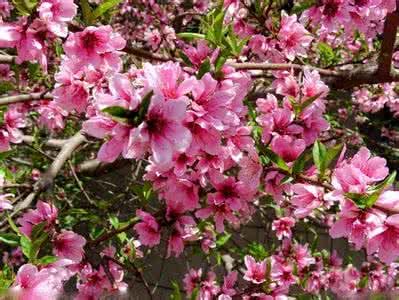 植物风水知识 风水 桃花 桃花风水植物知识解析