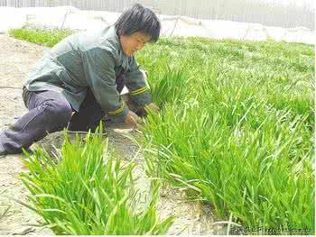 韭菜上的农药化肥多吗 肥城整治韭菜产品质量安全 加大农药抽检力度