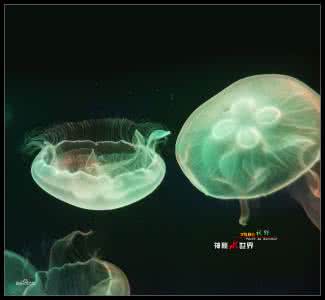 海月水母 海月水母属