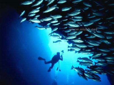 深海鱼有哪些种类 深海鱼种类 【深海鱼有哪些】深海鱼种类介绍