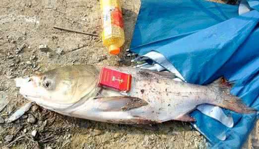 浮漂吃铅量多少合适 手竿钓鲢鱼浮漂吃铅 夏季手竿浮钓鲢鱼的方法