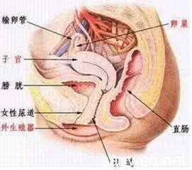 引起外阴瘙痒的原因 引起外阴瘙痒的原因 外阴瘙痒是怎么回事呢 女人外阴瘙痒的原因