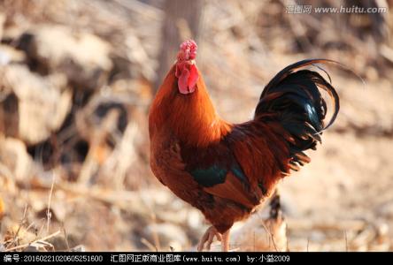 沙眼 用公鸡冠血点眼可治愈沙眼