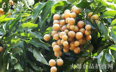 石黄皮的功效与副作用 黄皮的药用价值