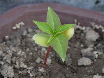 凤仙花的生长过程 凤仙花的生长过程 凤仙花生长的原因