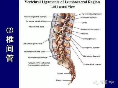 腰椎解剖 腰椎详细解剖 精细标注