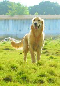 养宠物狗需要注意什么 带宠物狗去户外需要注意什么?