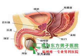 男性尿道炎形成 男性尿道炎形成 男性尿道炎担心形成心理障碍