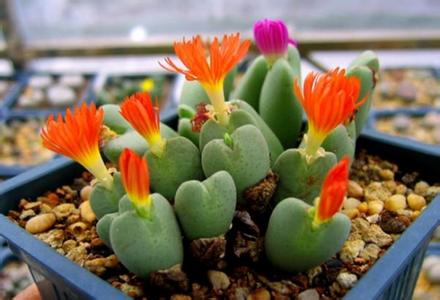 生石花种植方法图解 生石花的种植方法