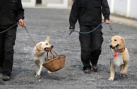 训犬的方法 训犬的方法-如何训犬-训犬知识完全手册