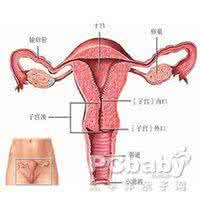 猫子宫蓄脓分泌物图 这种分泌物进入子宫后反应神奇