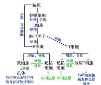 免疫细胞的作用 细胞免疫 细胞免疫的作用有哪些