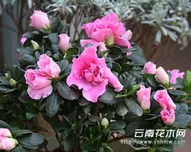 西洋杜鹃花的养殖方法 西洋杜鹃花的养殖方法 分步解析杜鹃花的养殖方法