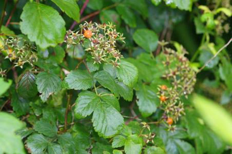 蔷薇科悬钩子属 悬钩子(Rubus stans)，蔷薇科  