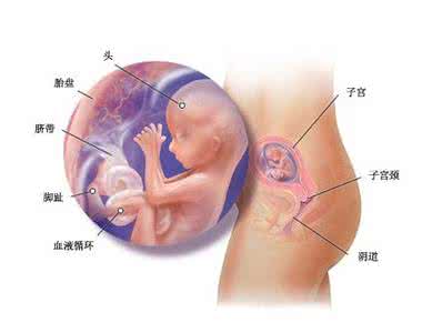 四个月胎儿有多大 四个月胎儿有多大 精神分裂对胎儿的影响有多大