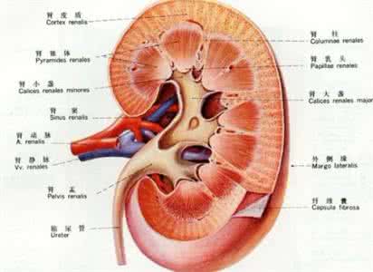 肾囊肿的吃什么中药 肾囊肿应该吃什么？