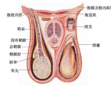 如何治疗腮腺炎睾丸炎 腮腺炎睾丸炎怎么治疗好的快