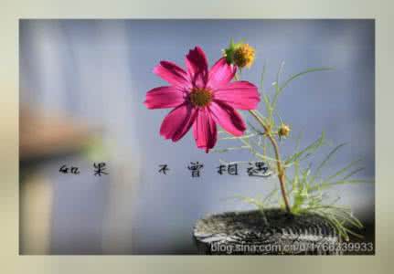 禅宗美学 岁月极美 每日禅话 1135