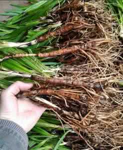 仙茅价格 仙茅价格 仙茅价格有没有浮动呢