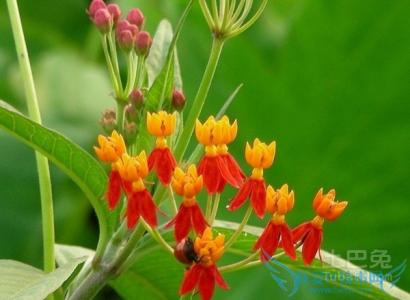 马利筋的药理作用 马利筋作用 马利筋介绍