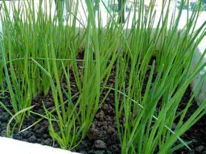 四季小香葱的种植视频 怎样种四季小香葱？