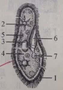 草履虫结构图 草履虫 右图是草履虫的结构图.请读图并完成后面的填空．(1)草履虫生