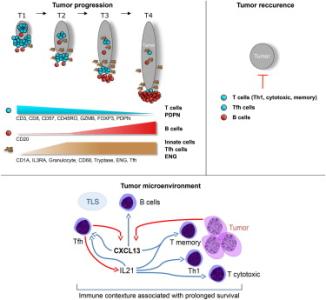 中心法则揭示了 Cell揭示癌症免疫疗法的中心法则