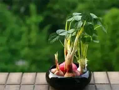 富贵竹盆栽 生姜就是“富贵竹”？拿剩菜做盆栽