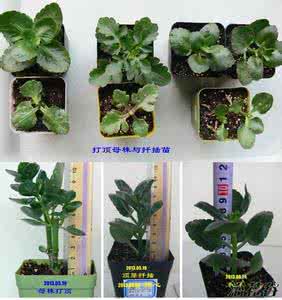 长寿花打顶与摘心视频 长寿花打顶与摘心(图解)