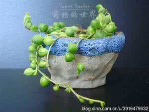 多肉植物种植过程 【园艺】多肉植物种植简易过程