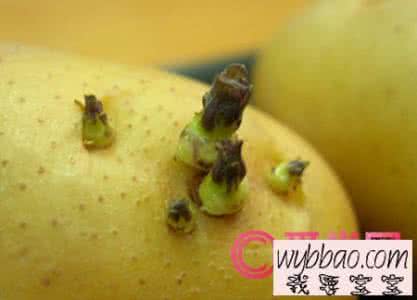 kof97绝招土豆 六种保存食物的绝招 放个苹果,土豆不发芽