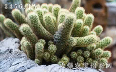 多肉植物金手指 【园艺】多肉植物金手指的养护要点