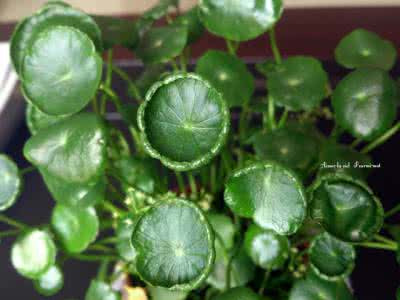 植物大战僵尸视频全集 《植物集》（3册）