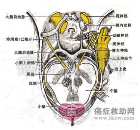 神经母细胞瘤发病原因 神经母细胞瘤 它有哪些发病原因