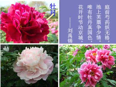 中国传统十大名花 图说：中国传统十大名花 ▎你都知道吗？