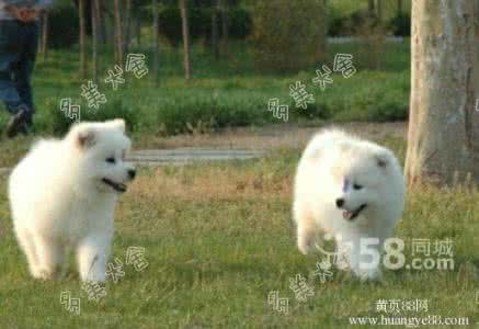 纯种萨摩耶雪橇犬 纯种萨摩耶雪橇犬 雪橇三傻萨摩耶在家拉了一地这东西,主人一看尴尬的快哭了!