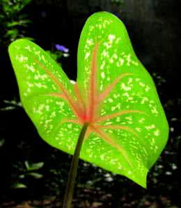 花叶芋 五彩芋 花叶芋