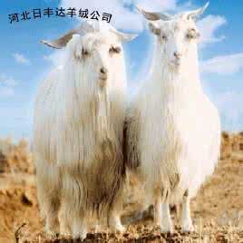 山羊绒和羊绒的区别 山羊绒是什么 山羊绒和羊绒的区别