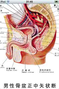 anatomy360人体查看器 【资料】anatomy:超级有用的人体解 剖资料之二