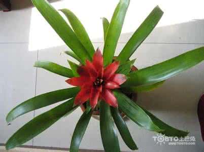 水培凤梨花的养殖方法 【家居园艺】凤梨花的养殖方法和注意事项