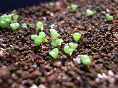 多肉植物的繁殖方法 多肉植物的神奇繁殖