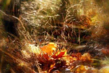 情感美文 爱情文章 秋意三章！【美文情感】