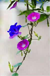 旋花科 牵牛属